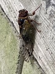 Auritibicen japonicus