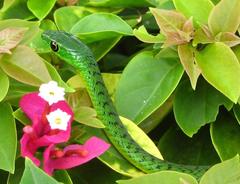 Philothamnus natalensis