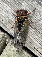 Auritibicen japonicus