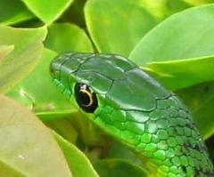 Philothamnus natalensis