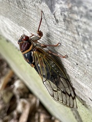 Auritibicen japonicus