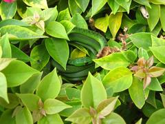 Philothamnus natalensis