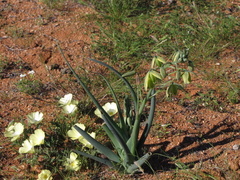 Albuca paradoxa