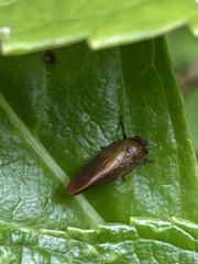 Eoscarta assimilis
