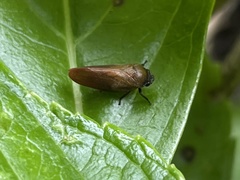 Eoscarta assimilis