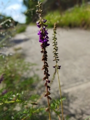 Angelonia