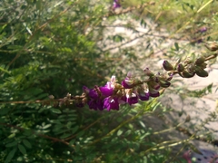 Angelonia