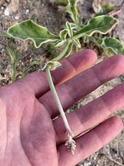 Froelichia xantusii