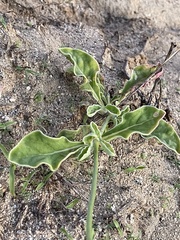 Froelichia xantusii