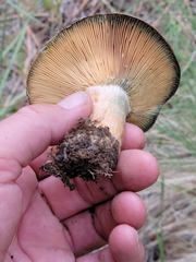 Lactarius barrowsii