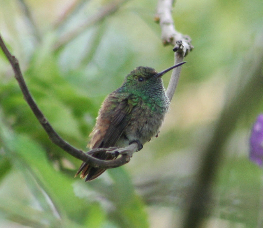 Green-Bellied Hummingbird