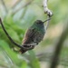 Green-bellied Hummingbird - Photo (c) Santiago Millan Ortega, some rights reserved (CC BY-NC), uploaded by Santiago Millan Ortega