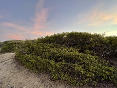 Maytenus phyllanthoides