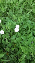 Convolvulus arvensis