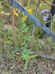 Hieracium umbellatum