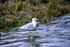 Larus argentatus smithsonianus