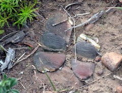 Gasteria nitida armstrongii