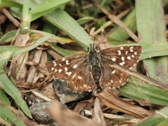 Pyrgus malvae