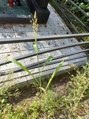 Sorghum × drummondii