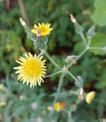 Sonchus oleraceus