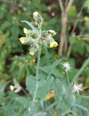 Sonchus oleraceus