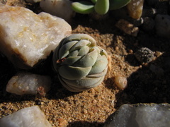 Crassula alstonii
