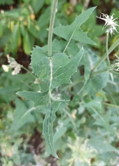 Sonchus oleraceus