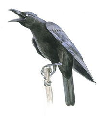 Long-Billed Crow photo 1