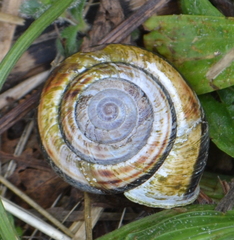 Monadenia infumata callidina