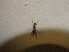 Camponotus variegatus