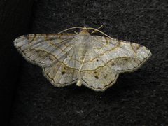 Chiasmia hebesata