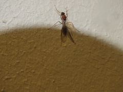 Camponotus variegatus