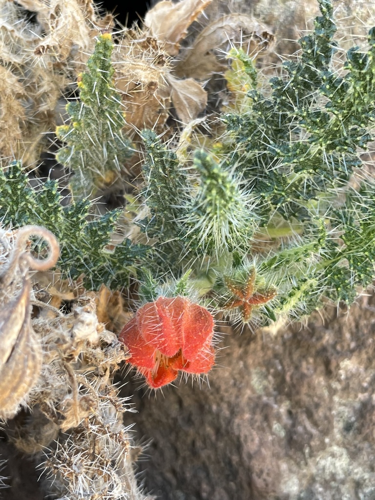 Caiophora pentlandii (Caiophora pentlandii)