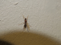 Camponotus variegatus