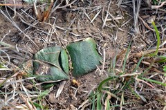 Gasteria nitida armstrongii