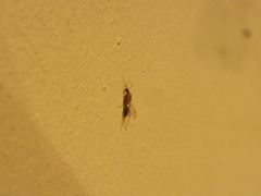 Camponotus variegatus