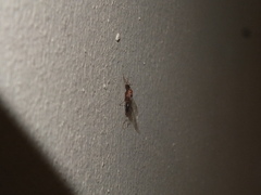 Camponotus variegatus