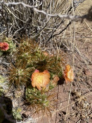 Cumulopuntia boliviana