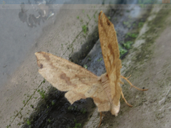 Pareclipsis gracilis