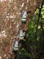 Pyrops ducalis