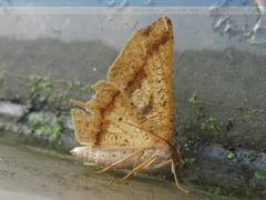 Pareclipsis gracilis