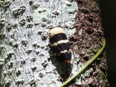Phymatostetha semele