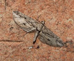 Eupithecia phoeniceata