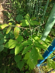 Acer negundo
