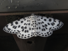 Antipercnia albinigrata