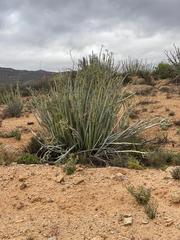 Euphorbia dregeana