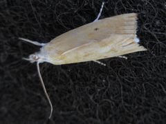 Calamotropha paludella