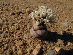 Crassula columnaris