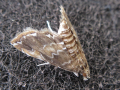 Elophila turbata