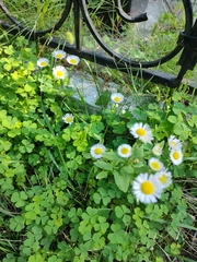 Erigeron annuus